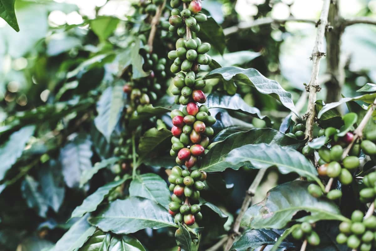 Coffee Orchard