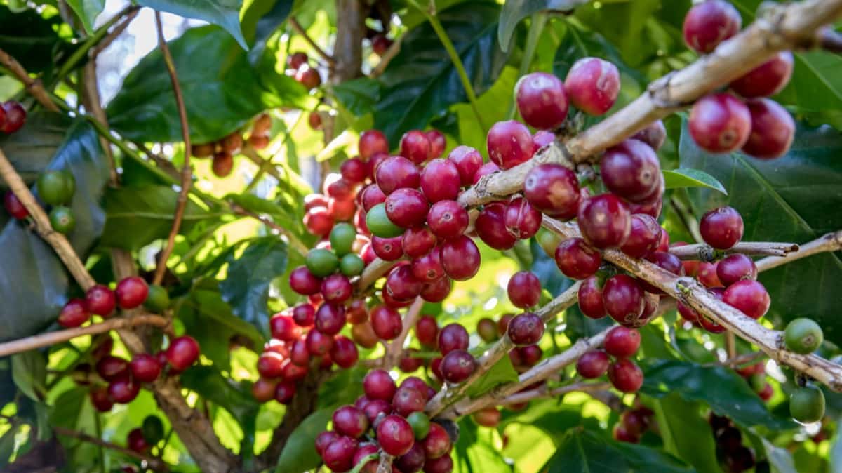 Coffee