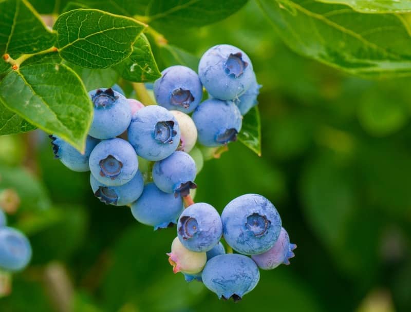 Fresh Berries